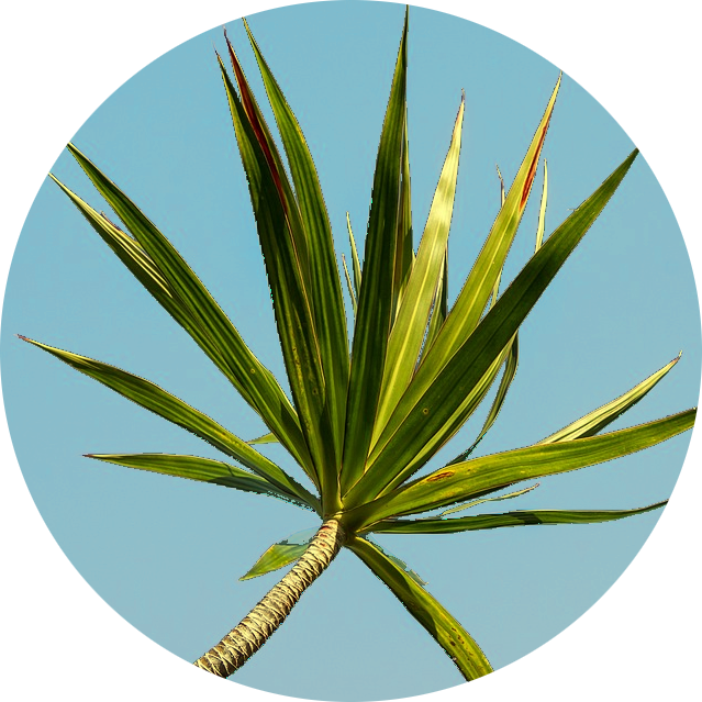 dracaena_logo